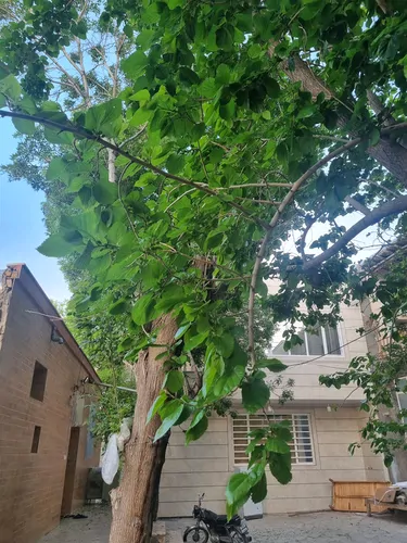 تصویر 4 - آپارتمان ویلایی نیاسر کاشان  داری چشمه آب زلال در نیاسر