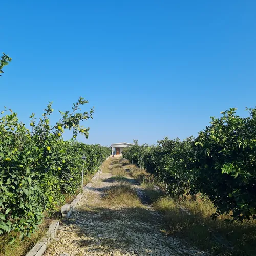 تصویر 3 - ویلا خونه باغ نارنج در ساری