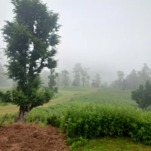 تصویر 18 - کلبه چوبی پدر  در  ماسال