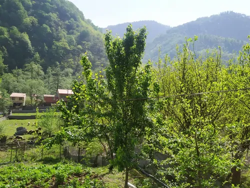 تصویر 2 - خانه جنگلی میلاد در سوادکوه