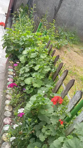 تصویر 19 - خانه ویلایی گل لاله در گرگان