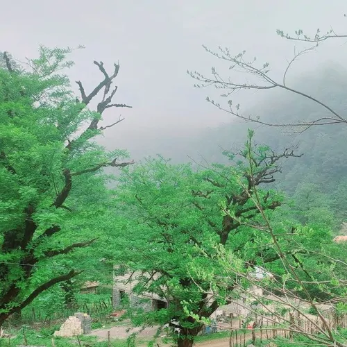 تصویر 10 - ویلا جنگلی طبیعت در  ماسوله 