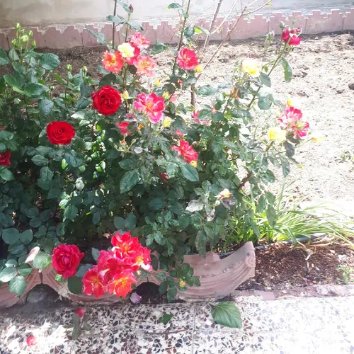 تصویر 12 - ویلا باغ رادین در  ملارد 