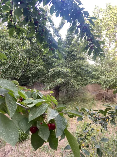 تصویر 3 - کلبه کلبه بسیار زیبا در فشم