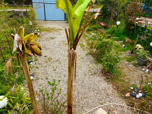 تصویر 4 - کلبه کلبه تراس دار  در رامسر