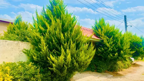 تصویر 3 - ویلا ویلای لوکس و لاکچری با ویوی جنگلی و کاملا دربست  در ساری