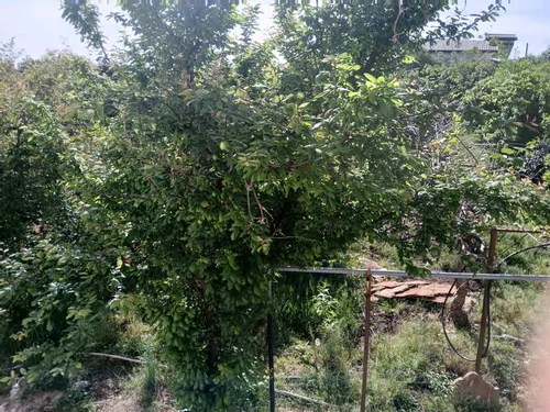 تصویر 2 - ویلا کلبه سنتی مادر دربست در رامسر