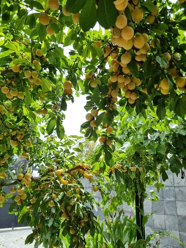 تصویر 20 - ویلا باغ استخردار آبگرم مهتاب در  ماهدشت