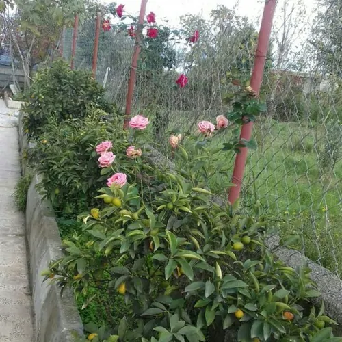 تصویر 3 - ویلا ویلا دربستی نزدیک به ساحل در تالش