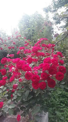 تصویر 12 - ویلا جنگلی مهرداد  در  ماسال
