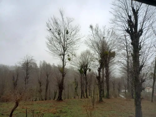 تصویر 10 - ویلا سیلم در بابل