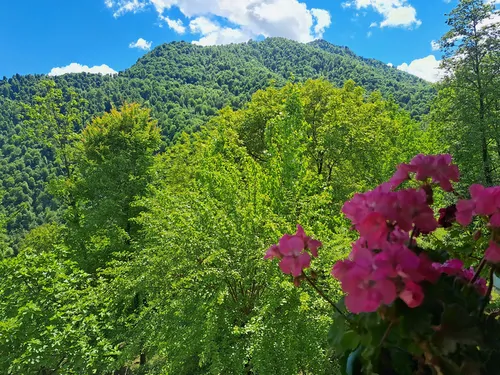 تصویر 30 - ویلا جنگلی الیاس در  ماسال