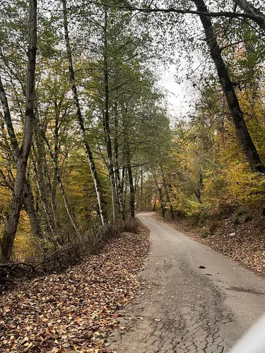 تصویر 21 - کلبه سوئیسی جنگلی ظفر در  ماسال