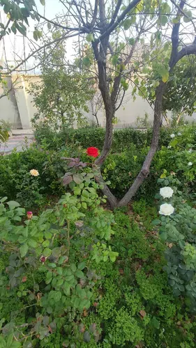 تصویر 3 - ویلا دوبلکس و باغ در ماهدشت