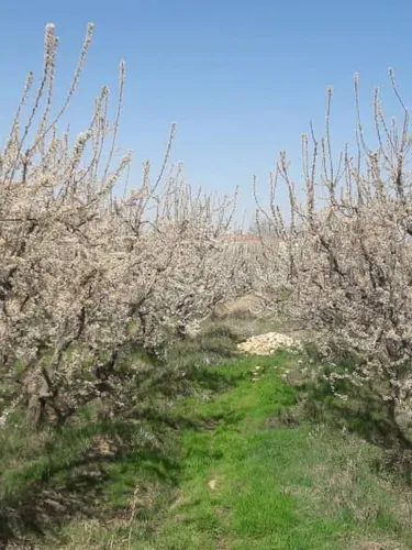 تصویر 4 - ویلا استخر آب گرم خاطره در سهیلیه
