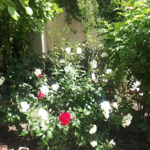 تصویر 13 - ویلا باغ رادین در  ملارد 
