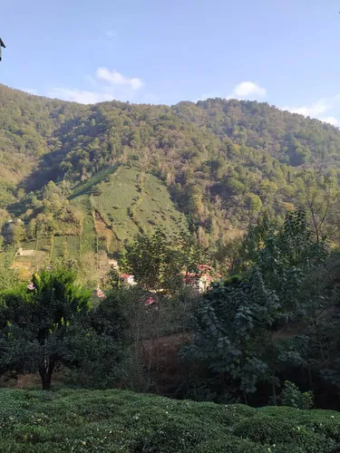 تصویر 16 - ویلا باغ جنگلی سیاهمزگی در شفت