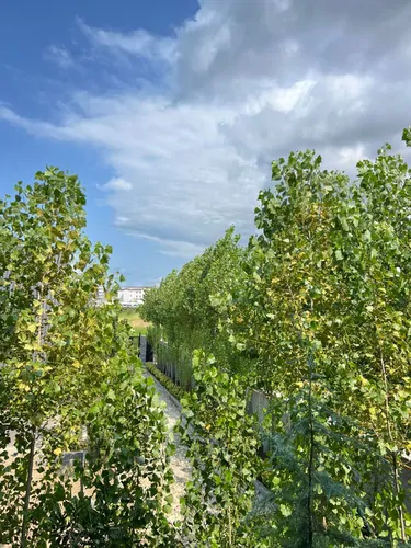 تصویر 13 - کلبه سوئیسی آگرین در  چالوس