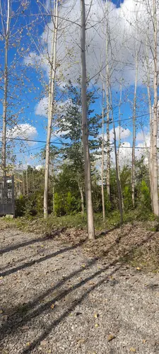 تصویر 3 - کلبه باغ صنوبر در ماسال