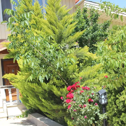 تصویر 17 - ویلا باغ استخردار با بیلیارد شروین در  سهیلیه