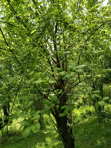 تصویر 23 - کلبه سوئیسی امیر  در  بابل