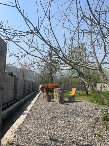 تصویر 21 - ویلا جنگلی صمدی در  ماسال
