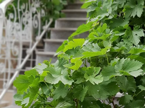 تصویر 4 - خانه چهاربرج در مشهد