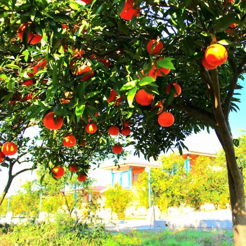 تصویر 19 - اقامتگاه بوم‌گردی اقامتگاه کیمه (فلت) در  شیرگاه