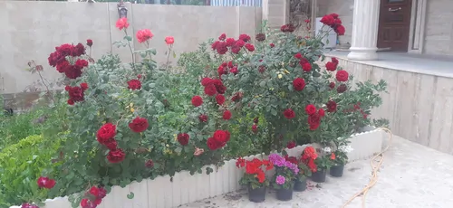 تصویر 13 - ویلا دوقلوها (2) در  تالش