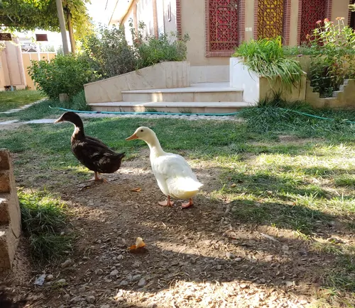 تصویر 16 - ویلا گردو  در  سعادت شهر