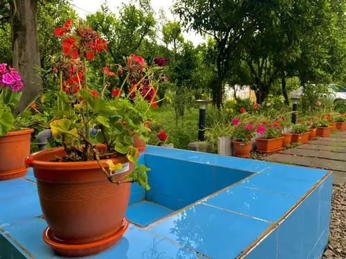 تصویر 32 - کلبه چیکا درمیان باغ پرتقال دلباز در شهسوار