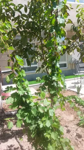 تصویر 10 - خانه باران در  جلفا