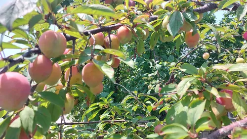 تصویر 18 - ویلا مازیار در فومن