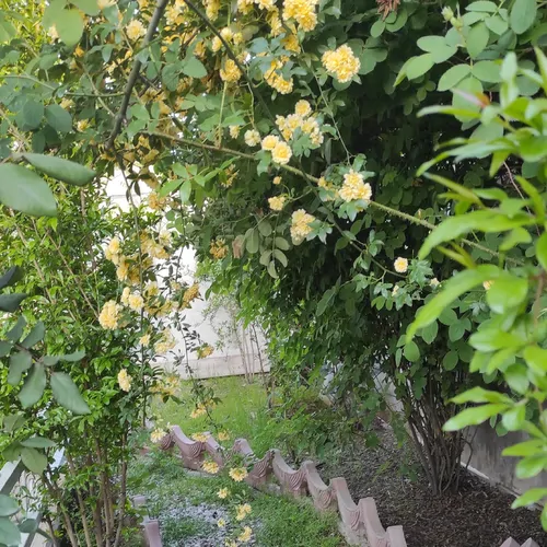 تصویر 13 - ویلا باغ برجسته در  خرم آباد