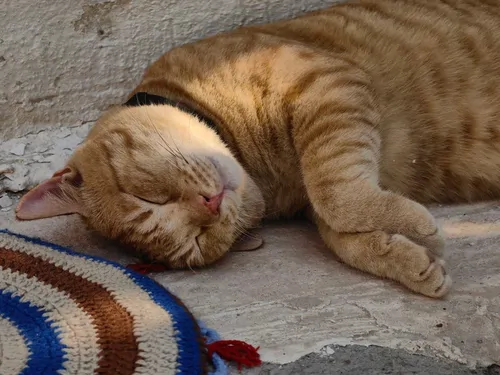 تصویر 22 - اقامتگاه بوم‌گردی گلک در  هرمز