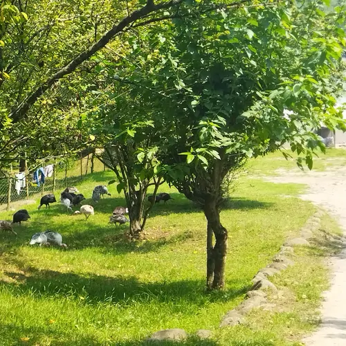 تصویر 3 - ویلا اقامتگاه چهار فصل در بابل