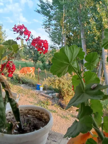 تصویر 8 - خانه سنتی کوهستان  در  دیلمان