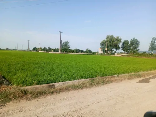 تصویر 23 - ویلا شالیزار در قائمشهر