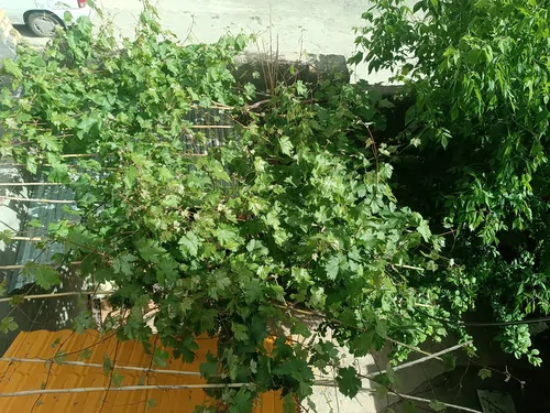 تصویر 10 - آپارتمان مبله بوستان در طرقبه