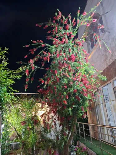 تصویر 15 - ویلا کیارش vip در  رشت