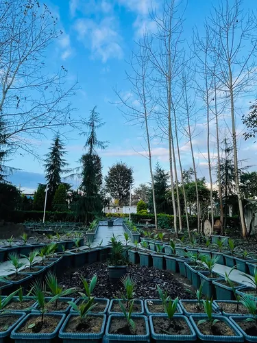 تصویر 9 - کلبه سوئیسی خوشدل در  رشت