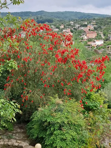 تصویر 14 - ویلا جنگل نما در ساری
