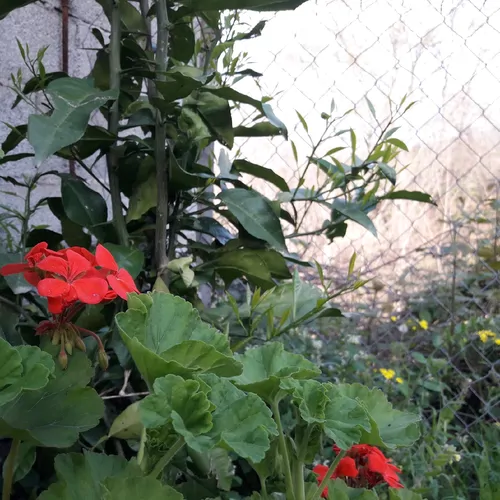 تصویر 12 - ویلا کوچینی در  بندر گز