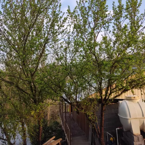 تصویر 2 - کلبه آنام در بابل