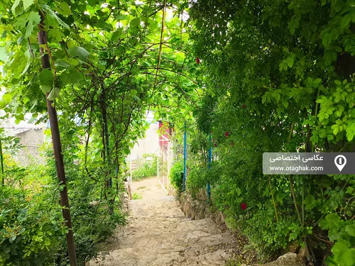 تصویر 21 - ویلا افراتخته در علی آباد کتول