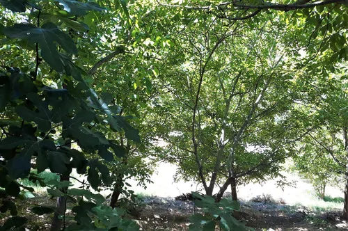 تصویر 2 - روستایی و عشایری نسمه در پاوه