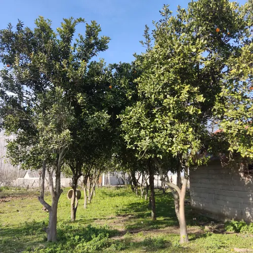 تصویر 4 - ویلا اقامتگاه جنگلی ماسال در ماسال