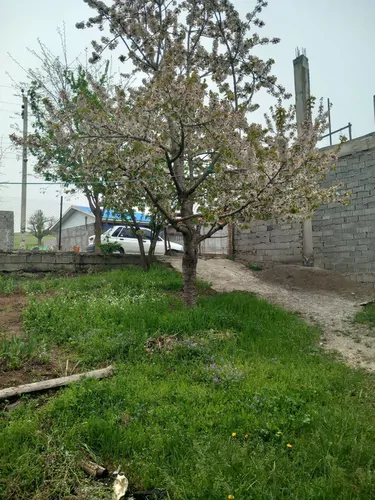 تصویر 4 - ویلا ویلا  در دیلمان