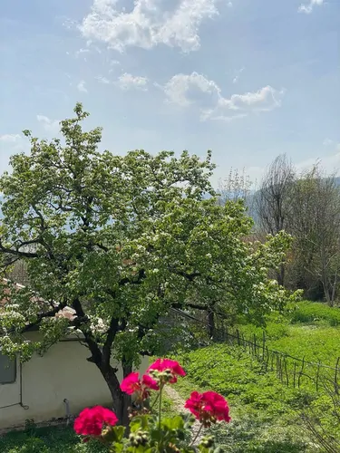 تصویر 13 - کلبه  سوئیسی آراد در  ماسال