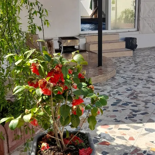 تصویر 22 - ویلا  جنگلی استخردار آبگرم درسا در  گیسوم